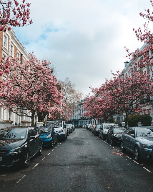 A residential street during daytime with blooming pink cherry blossom trees lining both sides of the pavement, creating a canopy over parked cars. The street features a mix of modern and traditional terraced houses with white and brick façades. Several vehicles, including small vans, sedans, and hatchbacks, are parked parallel along the curb, ready for home relocation or furniture transport. The pavement is clear, and the sky is partially cloudy with soft sunlight illuminating the scene. In the distance, the street continues with more parked vehicles and indication of a quiet neighbourhood contributing to the setting for house removals and moving services, as referenced on westkensingtonmanandvan.co.uk.