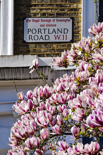 Close-up view of a flowering magnolia tree with pink and white blossoms in full bloom positioned in front of a brick and white-painted building. In the background, a sign attached to the brick wall reads 'The Royal Borough of Kensington and Chelsea Portland Road, W.11,' indicating the location within the borough. The sign is black and white with red lettering for the postal district, and is partially obscured by the branches and flowers. The scene is well-lit with natural daylight, and the blossoms are prominent in the foreground, showcasing their large, layered petals. The image captures a peaceful street scene that could be relevant in the context of house removals, showing the typical floral surroundings in a residential area, which West Kensington Man and Van might consider during relocation or furniture transport processes.